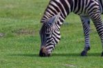 Zebra's Close-up Stock Photo