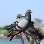 Groups Of Pigeon Stock Photo