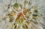 Dandelion Closeup(texture) Stock Photo