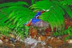 Male Blued-eared Kingfisher Stock Photo