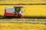 Combine Harvester In A Rice Field During Harvest Time Stock Photo