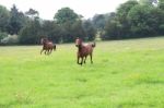 Thoroughbred Horses Cantering Through The Fields Stock Photo