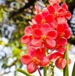 Beautiful Orchid In Garden Stock Photo
