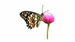 Butterfly Illustration Stock Photo