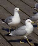 The Gulls Are Waiting In A Queue Stock Photo