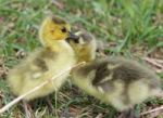Cute Chicks Of The Canada Geese Are Kissing Stock Photo