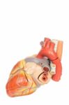 Artificial Human Heart Model Side View Stock Photo