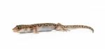 Brown Spotted Gecko Reptile Isolated Stock Photo