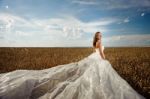 Bride In Wheat 2 Stock Photo