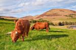 Highland Angus Cow Stock Photo
