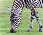 Image Of A Zebra Eating The Grass On A Field Stock Photo
