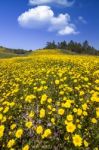 Hill Of Yellow Marigold Flowers Stock Photo