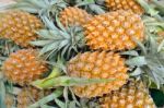 Pineapples Stock Photo