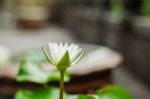 Lotus In The Garden Stock Photo
