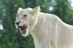 Background With A Scary White Lion Screaming Stock Photo