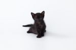 Cute Kitty Balck Cat Looking On White Background Stock Photo