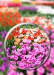 Glass Sphere With Various Tulips In Flowers Field Stock Photo