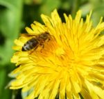 Bee Dandelion Stock Photo