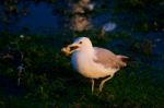 The Funny Gull With The Food Is Going Somewhere Stock Photo
