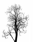 Dead Tree Without Leaves Isolated Stock Photo