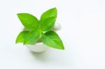 Basil In Porcelain Mortar And Pestle  On White  Stock Photo