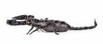 Scorpion Isolated On The White Background Stock Photo