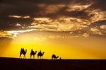 Desert Local Walks With Camel Through Thar Desert Stock Photo