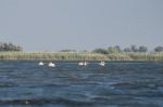 Great White Pelicans (pelecanus Onocrotalus) In The Danube Delta Stock Photo