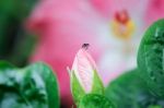 Spider And Pink Hibiscus Flower Stock Photo