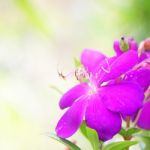Purple Hawaii Flowers Stock Photo