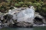 New Zealand Fur Seal (arctocephalus Forsteri) Stock Photo