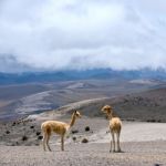 Vicuna (vicugna Vicugna) Or Vicugna Is Wild South American Camel Stock Photo