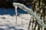 Big Icicle On A Branch Of A Juniper Stock Photo