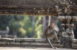 Long-tailed Macaque Monkey Sitting On Ancient Ruins Of Angkor Wa Stock Photo