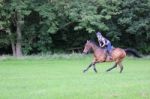 Racehorse Galloping Stock Photo