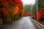 Autumn Leafs Around Uphill Street, Kawaguchiko Stock Photo