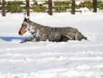 Horse Lying Down In The Snow Stock Photo
