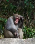 Monkey Sit On Rock And Scratch Its Head At Zhangjiajie National Park , China Stock Photo