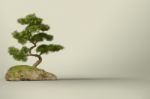 Bonsai Tree Stock Photo