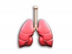 Humans Have Two Lungs Stock Photo