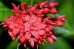 Red Flower Of West Indian Jasmine ( Ixora Chinensis Lamk ) Stock Photo
