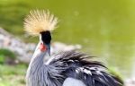 Photo Of An East African Crowned Crane Near A Lake Stock Photo