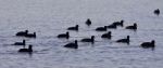 Beautiful Image With A Swarm Of American Coots In The Lake Stock Photo