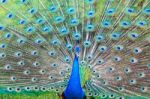 Peacock Spread Feathers Stock Photo