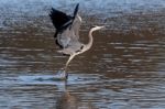 Grey Heron Coming In To Land Stock Photo