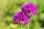 Two Purple Flowers Of Ornamental Onions Together Stock Photo