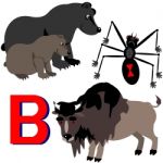 B Bear, Bison And Black Widow  Stock Photo