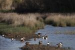 Ducks In The Marshland Stock Photo
