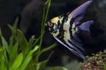 Angle Fish In Green Aquarium Stock Photo