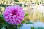 Beautiful Pink Dahlia Flower Blossom, Green Leaves And Blue Water. Fresh Floral Natural Background Stock Photo